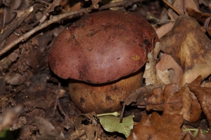 Rubroboletus_lupinus_PSA_20161021-05.jpg