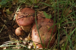 Rubroboletus_lupinus_PSA_20161021-07.jpg