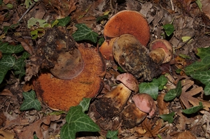 Rubroboletus_lupinus_PSA_20161021-08.jpg