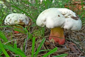 Rubroboletus_satanas_KSM_20160911.JPG