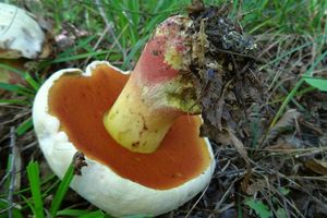 Rubroboletus_satanas_KSM_20160911_01.JPG