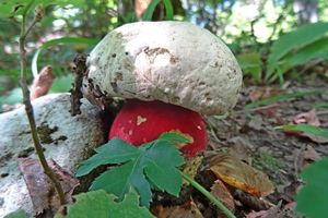 Rubroboletus_satanas_KSM_20160911_02.JPG