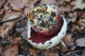 Rubroboletus_satanas_OVG_0161018-2.jpg