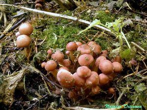 Rugosomyces_persicolor_NND_20130612.JPG