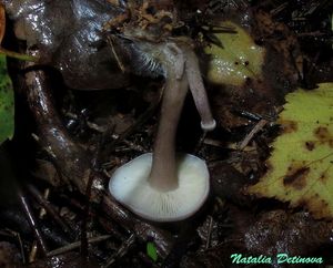 Rugosomyces_persicolor_NND_20160916-2.JPG