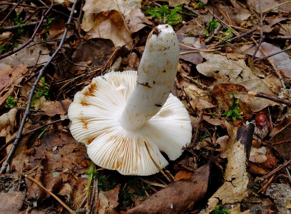 Russula Aeruginea Russula 