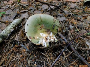 Russula_aeruginea_ESV_20160618-01.jpg