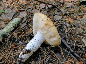 Russula_aeruginea_ESV_20160618-02.jpg