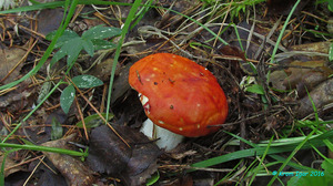 Russula_aurea_KYI_20160714_01.jpg