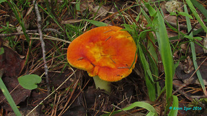 Russula_aurea_KYI_20160718_02.jpg