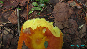 Russula_aurea_KYI_20160718_07.jpg