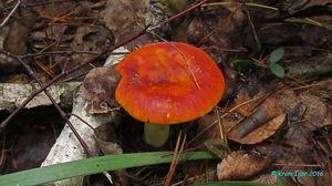 Russula_aurea_KYI_20160718_08.jpg