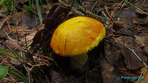 Russula_aurea_KYI_20160718_09.jpg