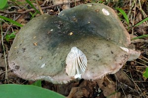 Russula_cyanoxantha_ESV_20160804-05.jpg