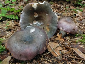 Russula_cyanoxantha_ESV_20160804-13.jpg