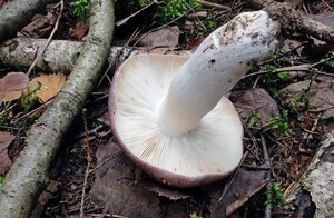 Russula_cyanoxantha_ESV_20160814-25.jpg