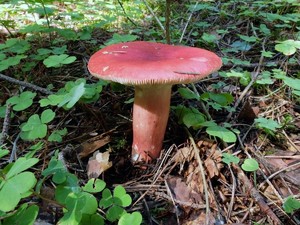 Russula_sanguinea_ESV_20160813-01.jpg