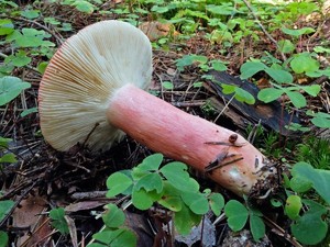 Russula_sanguinea_ESV_20160813-03.jpg