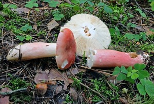 Russula_sanguinea_ESV_20160813-05.jpg