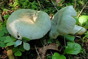 Russula_virescens_ESV_20160731-06.jpg