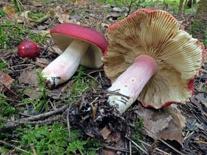 Russula_xerampelina_ESV_20160903-05.jpg