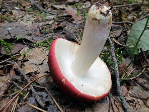 Russula_xerampelina_ESV_20160903-06.jpg