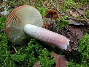 Russula_xerampelina_ESV_20160903-08.jpg