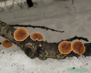 Schizophyllum_amplum_NND_20160307-2.JPG