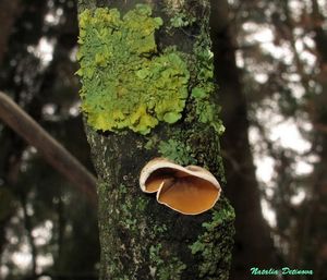 Schizophyllum_amplum_NND_20160307-3.JPG