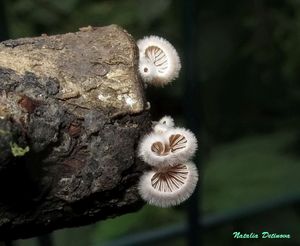 Schizophyllum_commune_NND_20150818.JPG