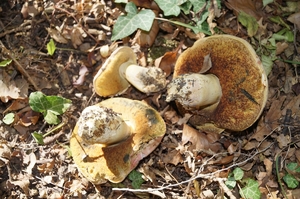 Suillellus_pulchrotinctus_PSA_20141009-02.jpg