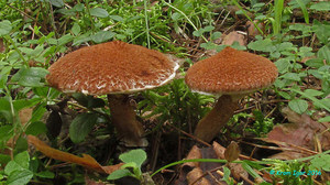 Suillus_cavipes_KYI_20160823_08.jpg