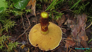 Suillus_clintonianus_KYI_20160823_13.jpg