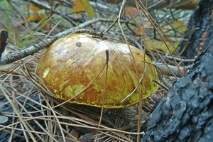 Suillus_mediterraneensis_KSM_20161027_02.JPG