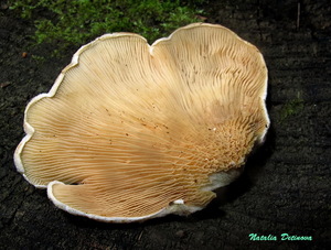 Tapinella_panuoides_NND_20160914-2.JPG