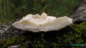 Trametes_ochracea_KYI_20160903_13.jpg