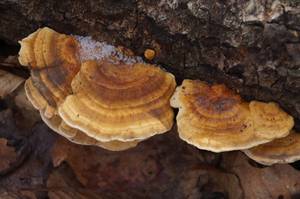 Trametes_ochracea_PSA_20170124-02.jpg