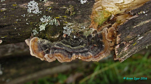 Trametes_versicolor_KYI_20160924_04.jpg