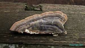 Trametes_versicolor_KYI_20160924_05.jpg