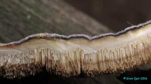 Trametes_versicolor_KYI_20160924_10.jpg