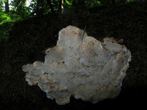 Sarcoporia polyspora 12.jpg