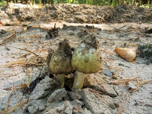 Amanita_phalloides_OK_20161012 (3).JPG