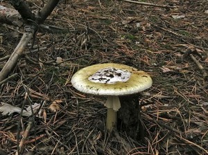 Amanita_phalloides_OK_20161012 (4).JPG