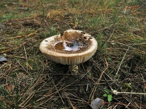 Amanita_pantherina_OK_20161012 (3).JPG