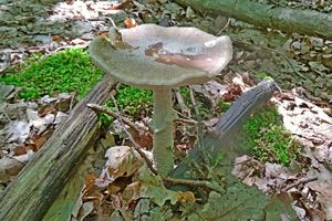 Amanita_excelsa_KSM_20160531.JPG