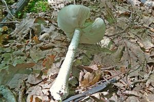 Amanita_excelsa_KSM_20160531_01.JPG