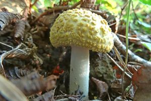 Amanita_franchetii_KSM_20160911_01.JPG