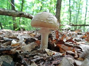 Amanita_pantherina_KSM_20160610.JPG