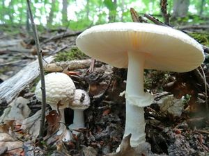 Amanita_pantherina_KSM_20160615.JPG