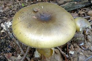 Amanita_phalloides_KSM_20130928.jpg